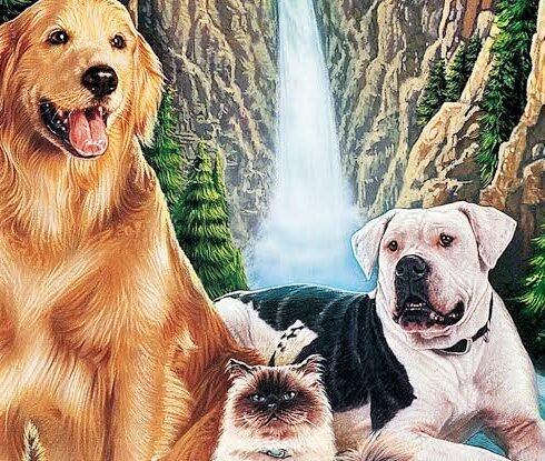 Rescue Animal Image