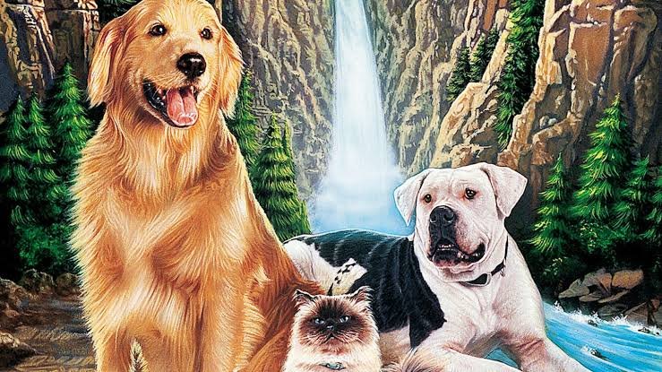Rescue Animal Image