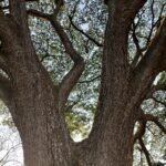 Tall Trees