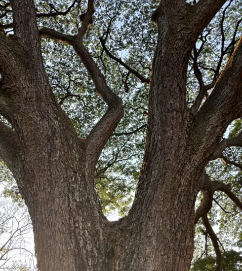 Tall Trees