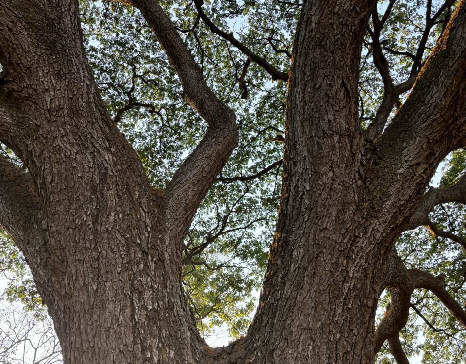 Tall Trees