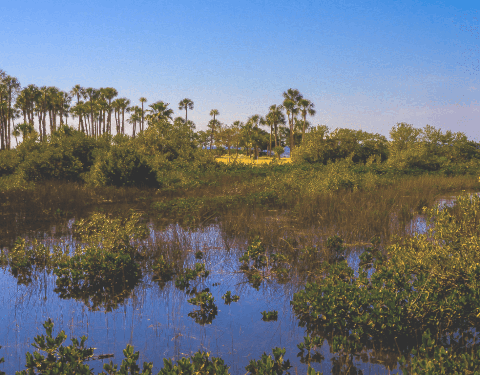 Wetlands
