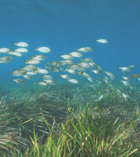 Seagrass