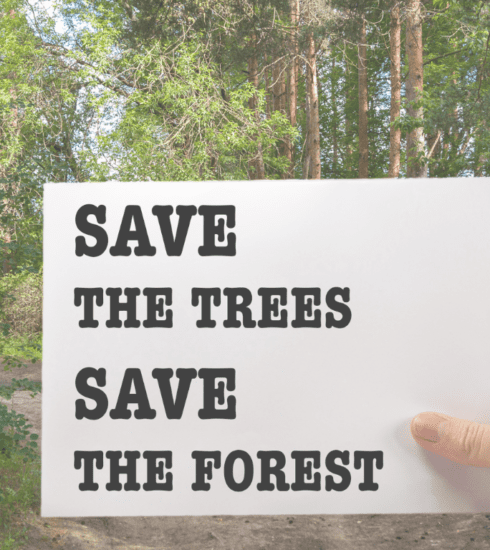 Save The Trees, Save The Forest