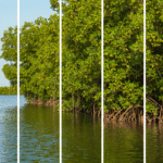 Mangroves in India