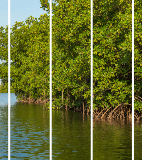 Mangroves in India