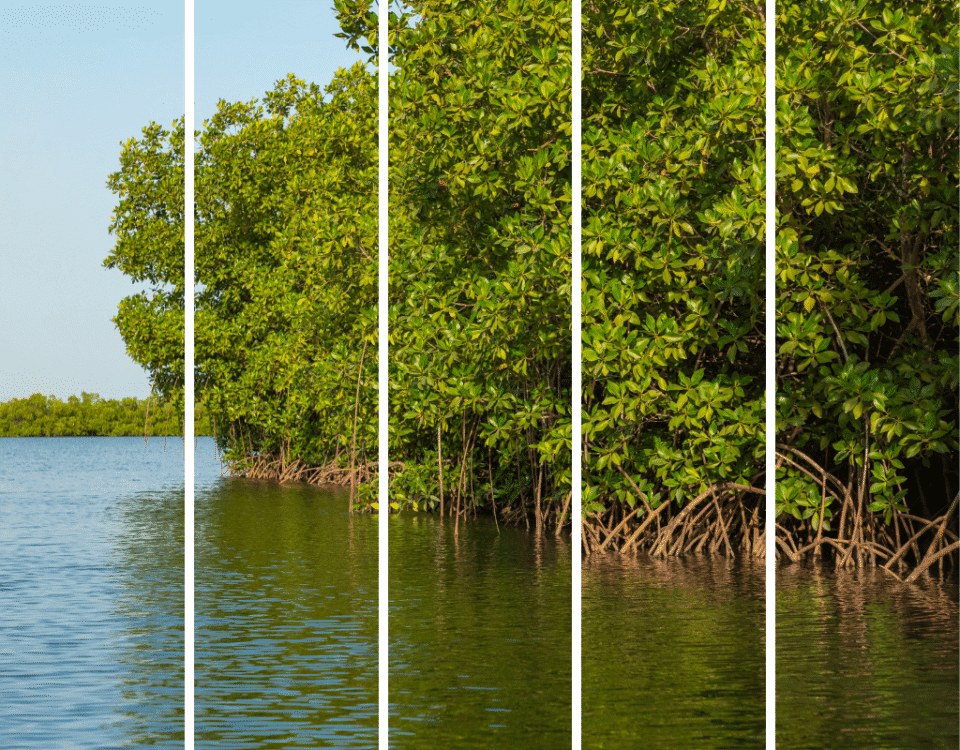 Mangroves in India