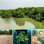 Dense mangrove forests lining a calm creek, with murky floodwaters, marine life, and a carbon molecule graphic below illustrating how mangrove destruction in Mumbai increases flood risk, harms biodiversity, and releases stored carbon.