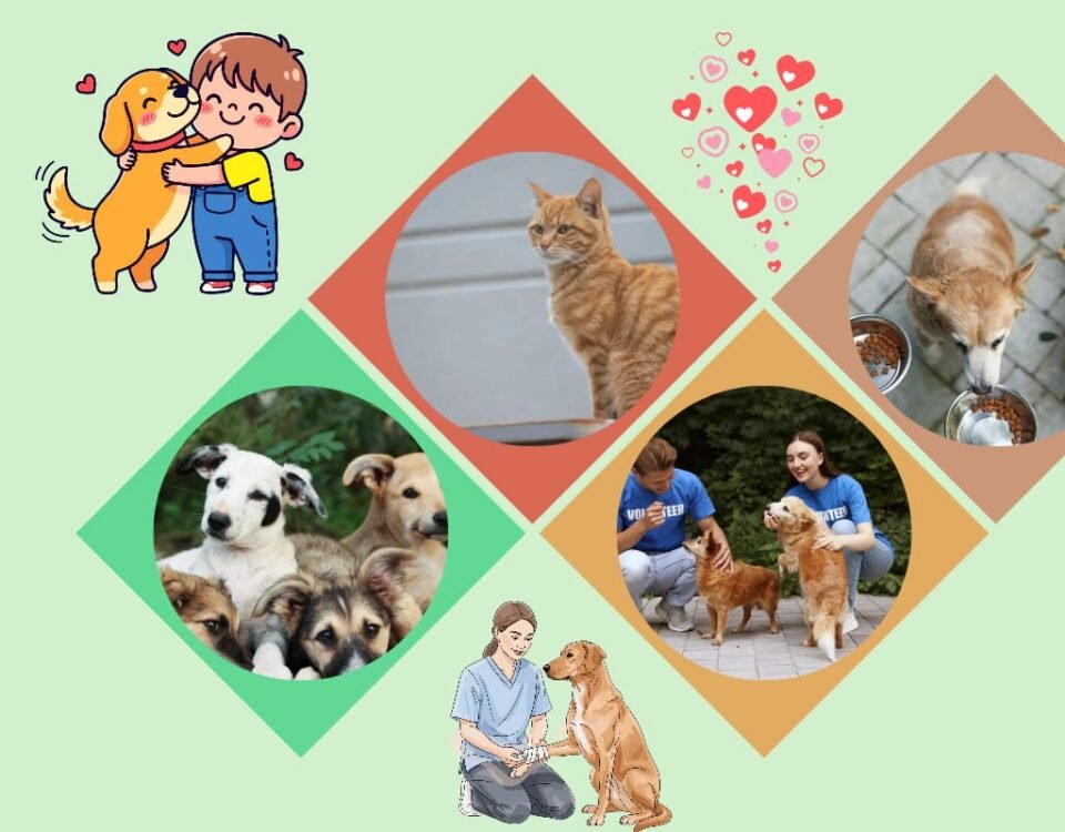 Strays in India