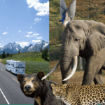 Wildlife encounter - deforestation
