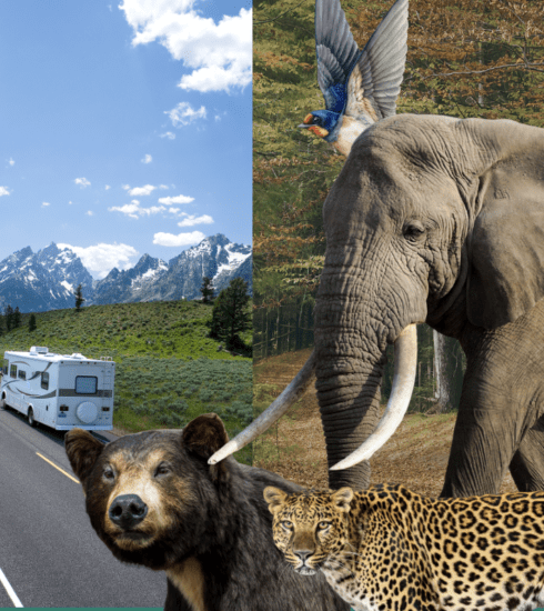 Wildlife encounter - deforestation
