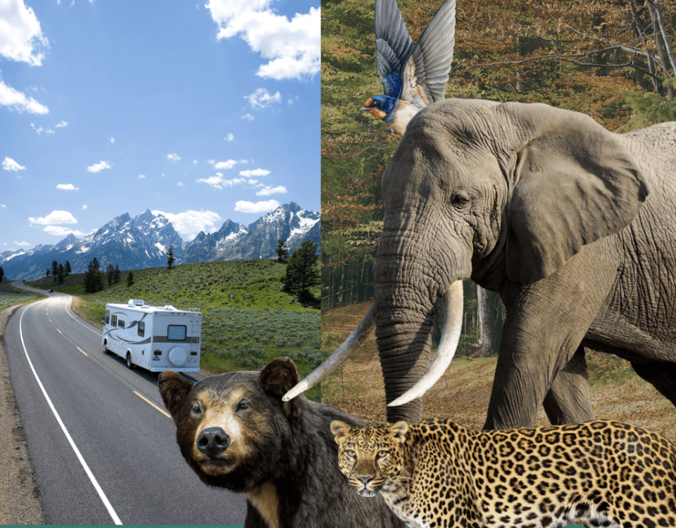 Wildlife encounter - deforestation