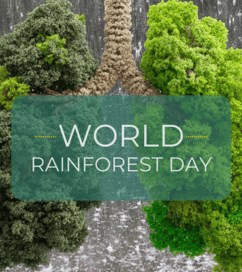 World Rainforest Day