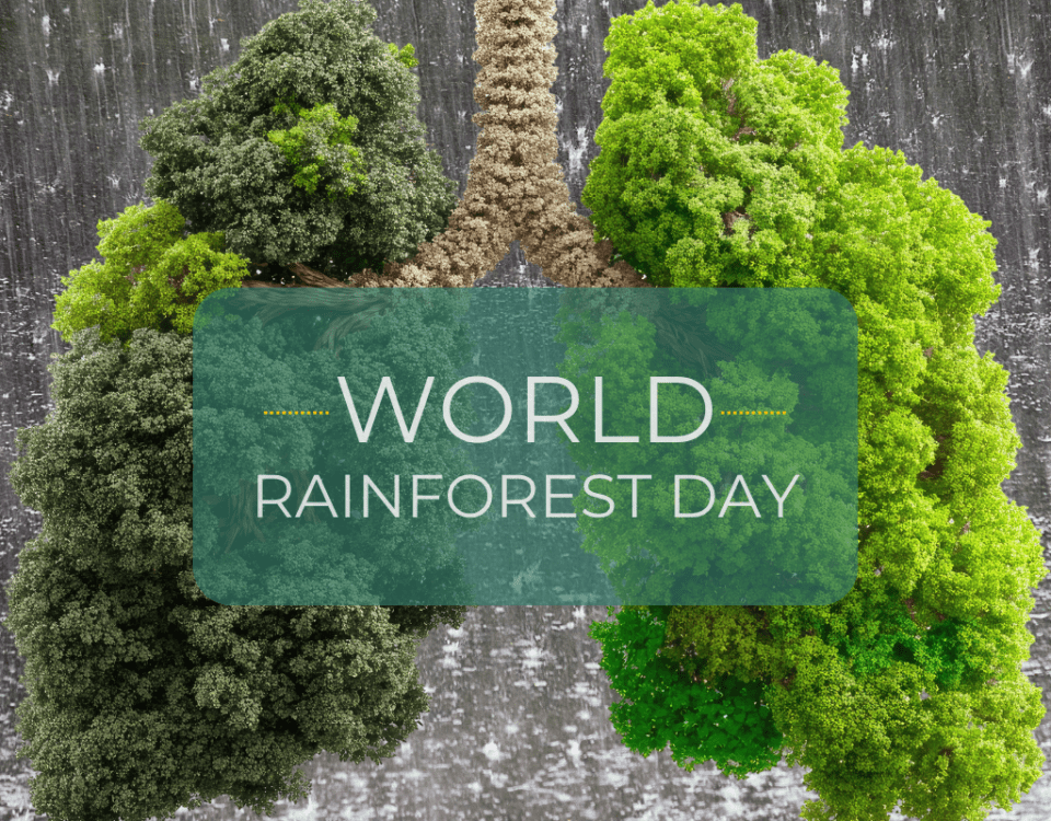 World Rainforest Day