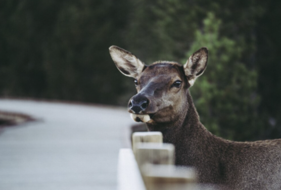 Climate Action - Wildlife Migration