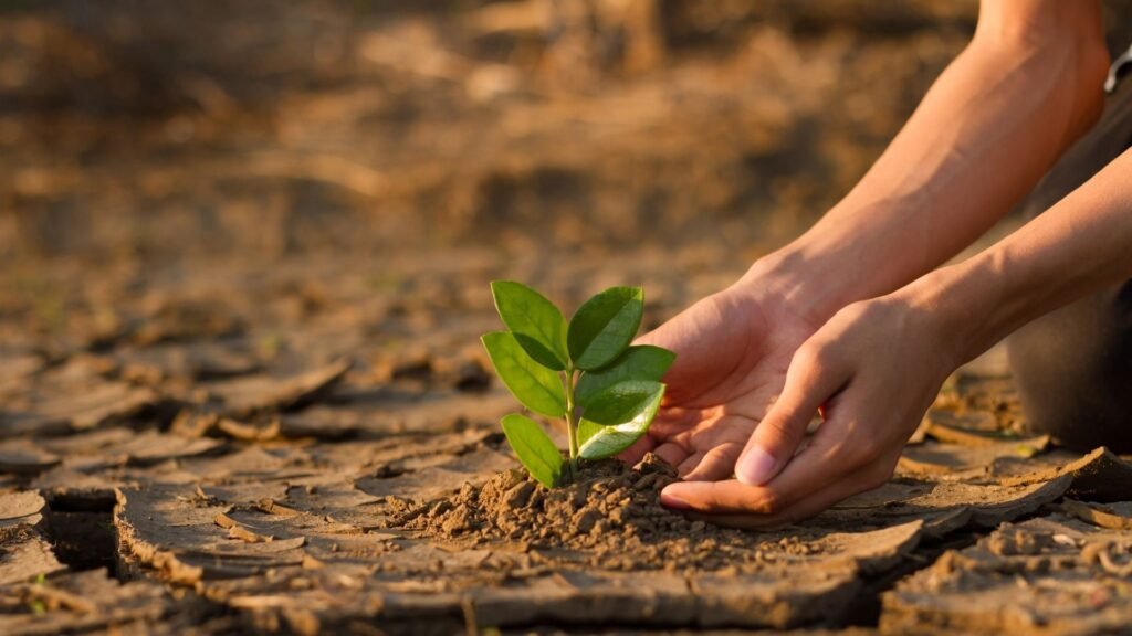 Hands Planting a Sapling